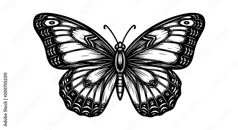 Fototapeta premium Vector Pinocut Intricate illustration of butterfly wings displaying delicate patterns.