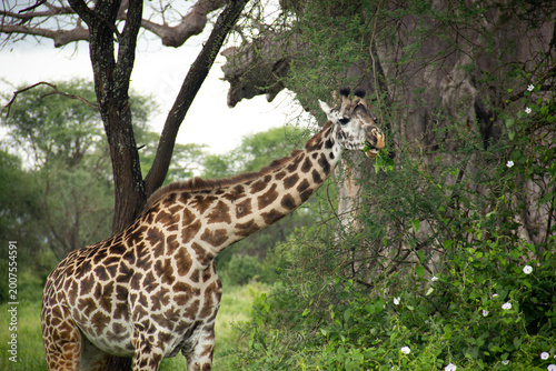 Photography Giraffe eating in Tarangire National Park, Tanzania