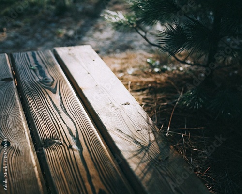 nature wood background