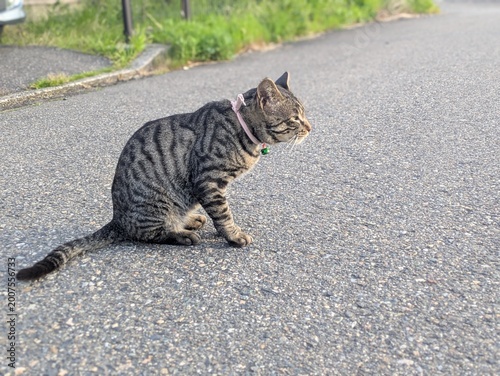 Tabby cat with a pink collar sitting on an asphalt road / ピンクの首輪をつけてアスファルトの道路に座るキジトラ猫