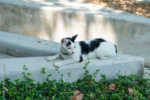 Asian street cats, extremely poor cats in Thailand.