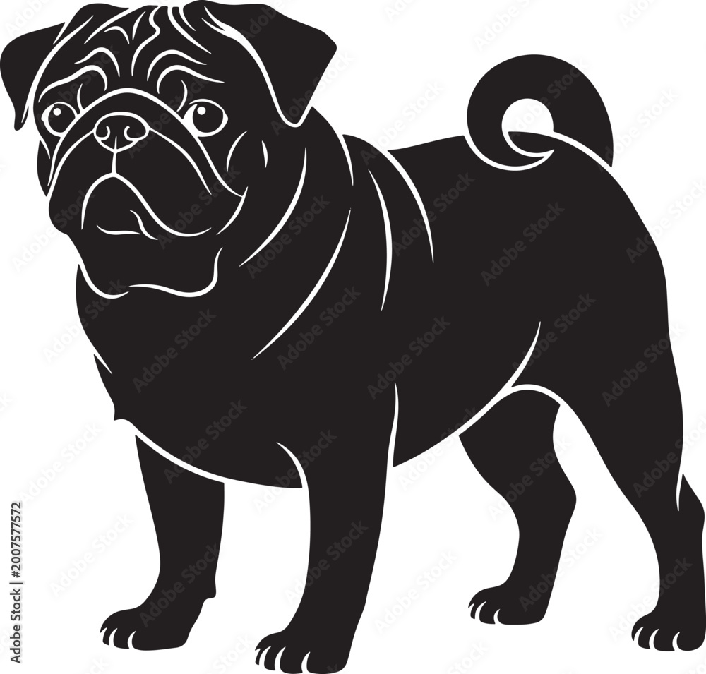 Obraz premium Cute pug dog silhouette standing isolated transparent background vector illustration