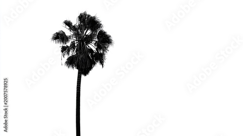 High contrast silhouette of a single tall palm tree dominates the left portion of a stark white background.