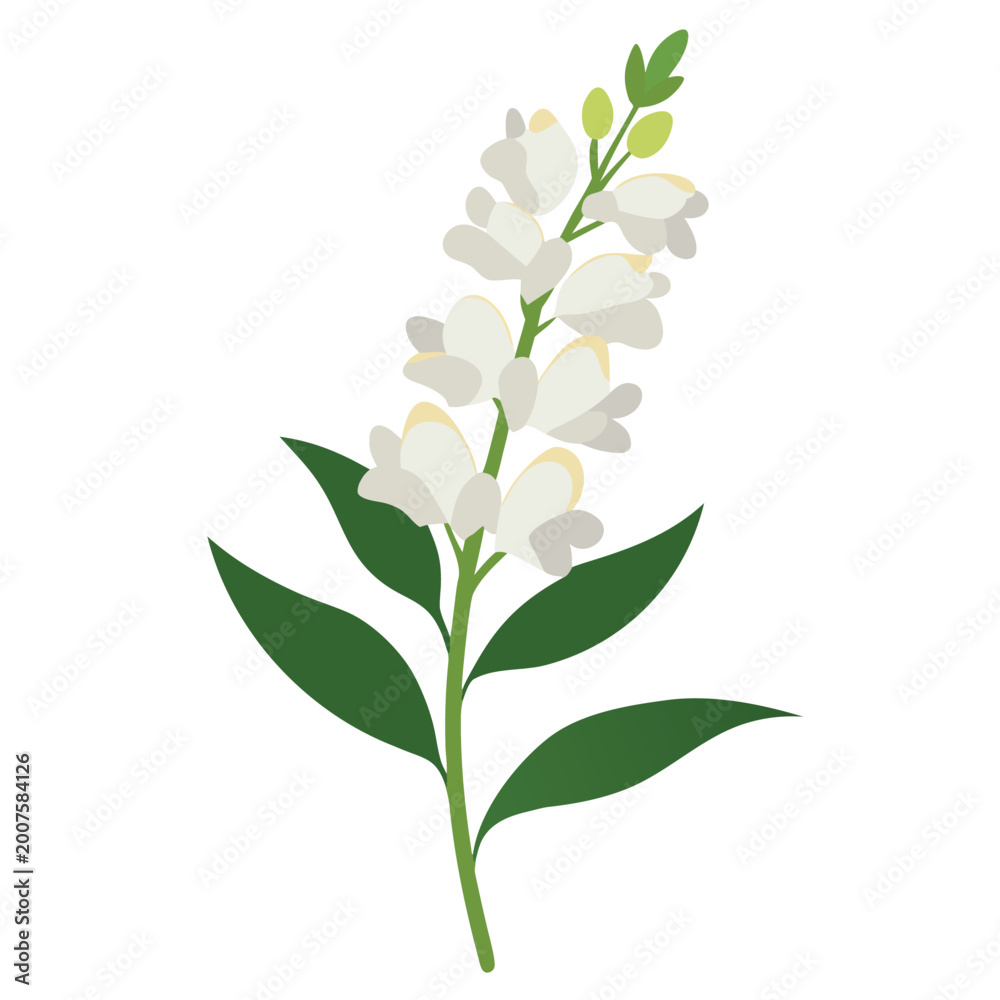 Fototapeta premium antirrhinum white flower vector illustration