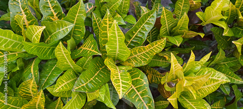 Foto Close-up of the leaves of a Croton plant