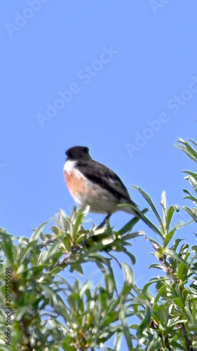 European Stonechat tit on a branch
