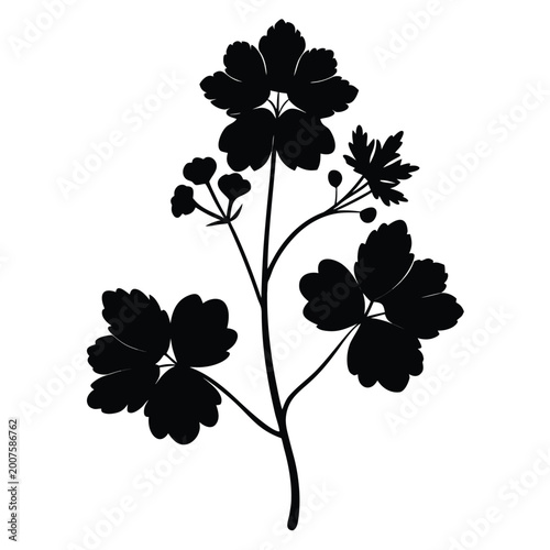 Εκτύπωση καμβά alchemilla mollis flower on white background