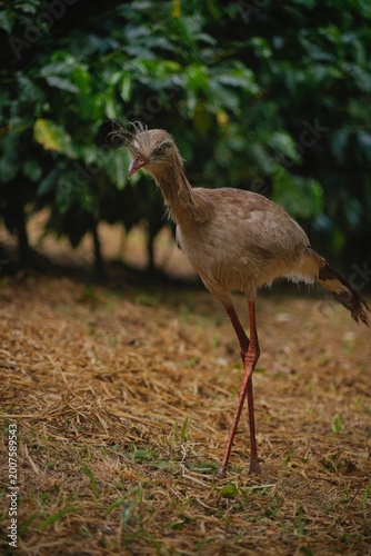 Red-legged Seriema in the Wild