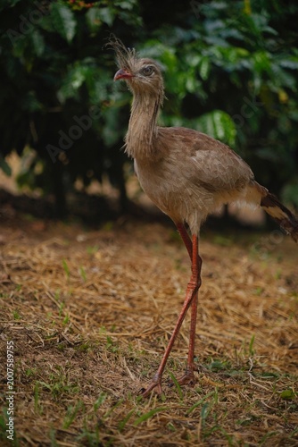Red-legged Seriema in the Wild
