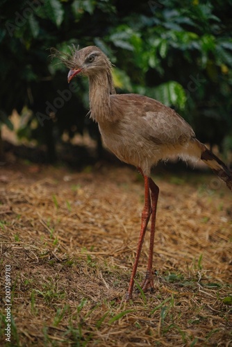 Red-legged Seriema in the Wild