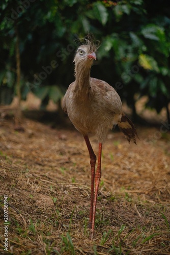 Red-legged Seriema in the Wild