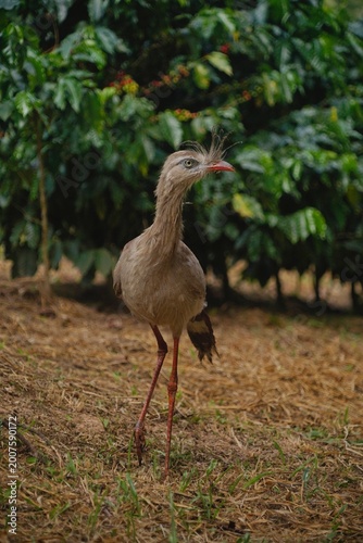 Red-legged Seriema in the Wild