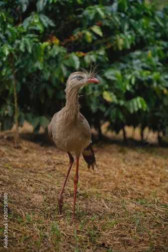 Red-legged Seriema in the Wild