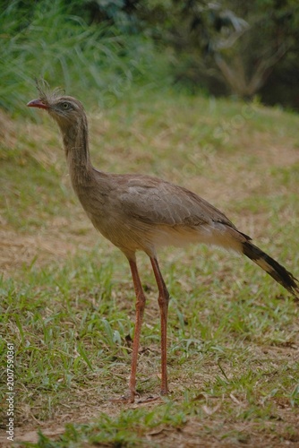Red-legged Seriema in the Wild