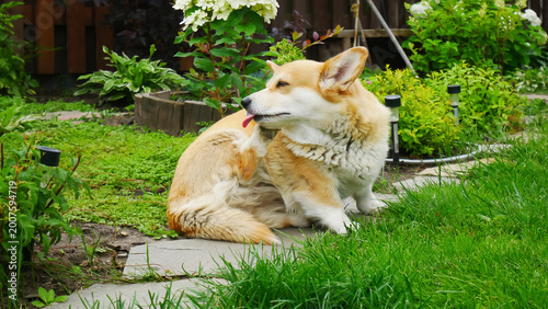 Canvastavla Corgi dog scratching behind ear in green garden