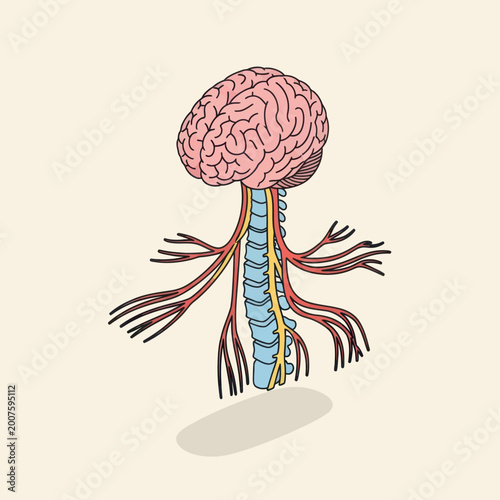 Photos Human Brain and Spinal Cord Anatomy Illustration.