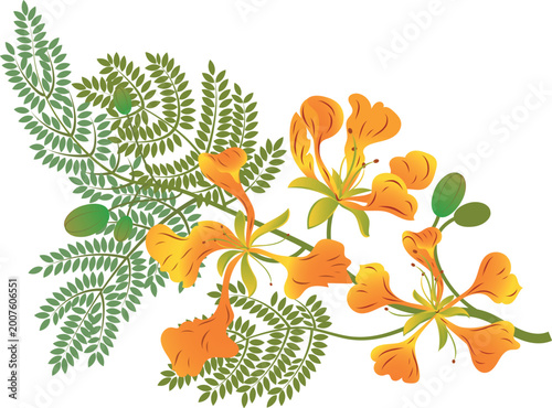 Obraz na plátne Royal gulmohar flower vector stock illustration