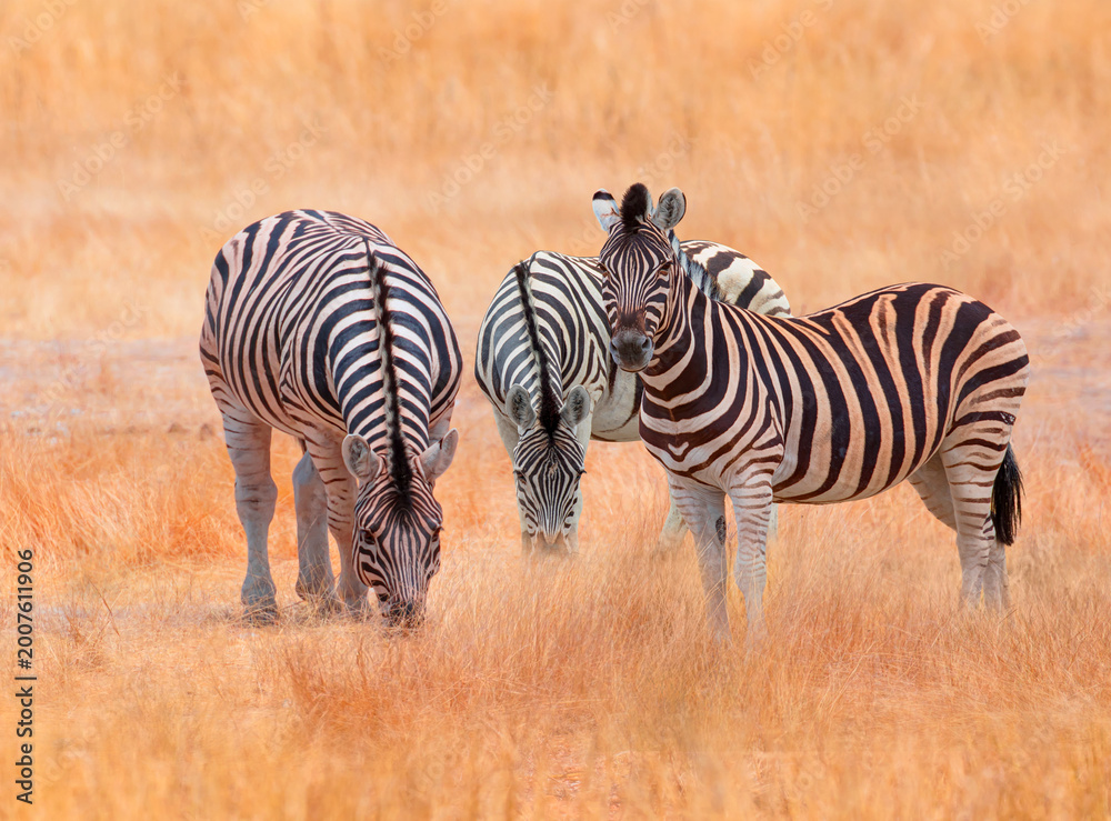 Fototapeta premium A group of zebras standing among the yellow grass in Etosha National Park in Namibia, in the African savannah, during a safari - Etosha National Park, Namibia