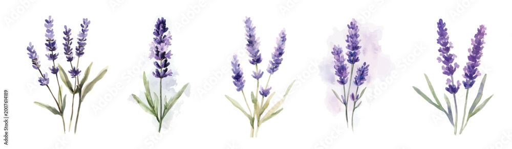 Fototapeta premium field of lavender, Simple, Beautiful lavender set painting design set. Hand-painted style, vectorized, vector set available in EPS Simple Hand-painted watercolor style. purple lavender