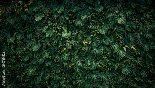 Dense foliage of lush green leaves creates a vibrant, textured backdrop