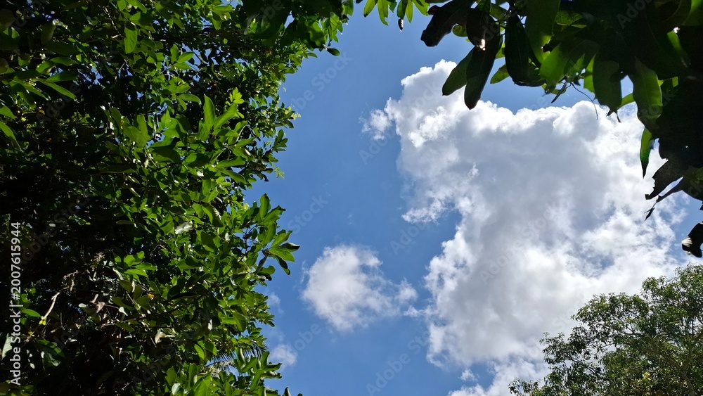 Fototapeta premium Scenic upward view of bright white fluffy clouds sailing across a deep blue sky nicely framed by lush green tree foliage around the natural edges