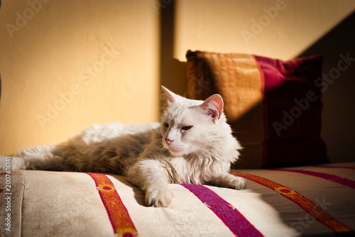 cat on the couch