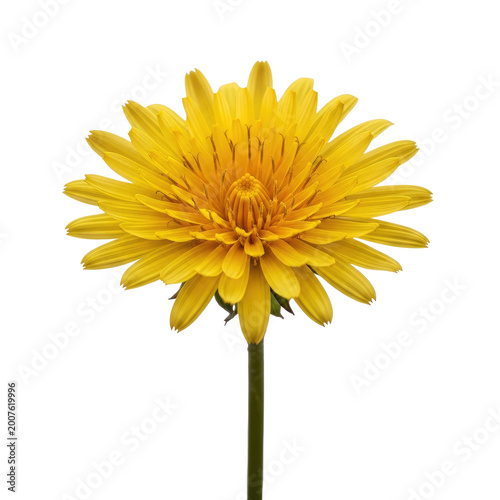 A single bright yellow dandelion flower isolated on white.
