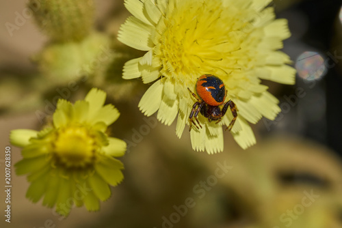 Cuadro en lienzo araña Napoleón en una flor