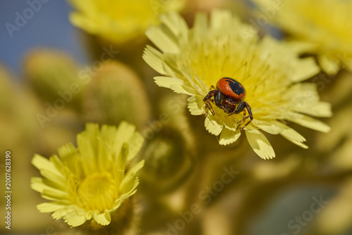 Foto araña Napoleón en una flor