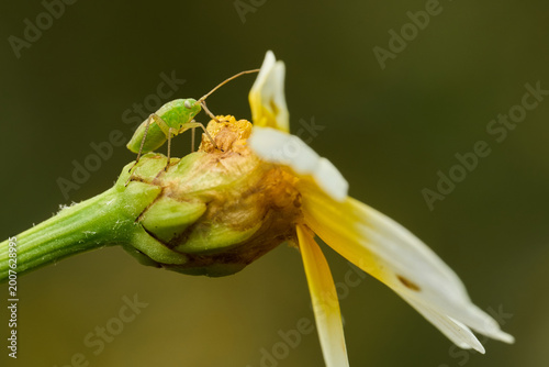 Quadro su tela chinche de espalda rota o chinche de las plantas (taylorilygus apicalis)