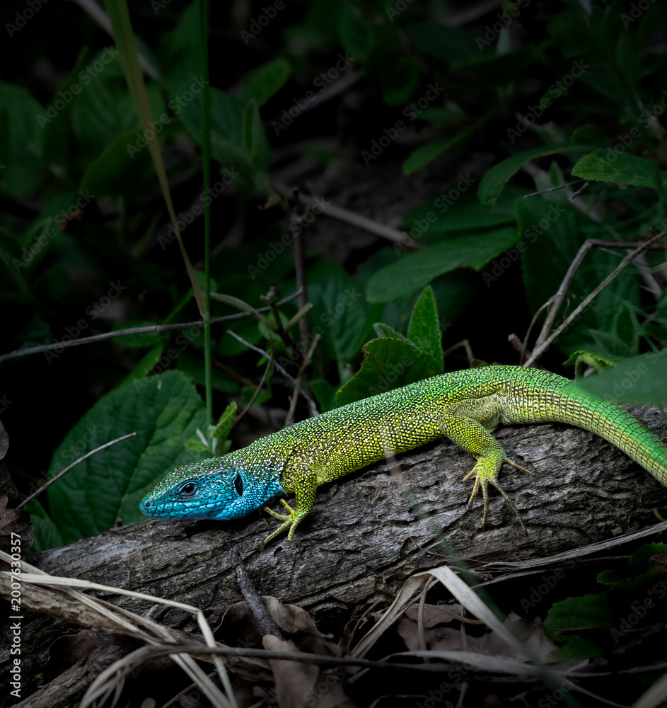 Fototapeta premium Green lizard with blue head.
