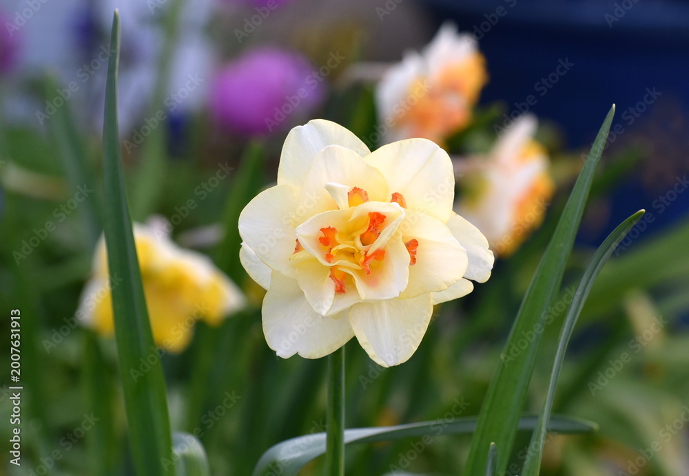 Fototapeta premium A pale yellow Daffodil flower.