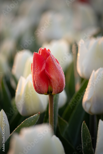 Fotografija Single red tulip standing out among white tulips in soft morning light in the Netherlands