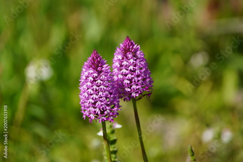 Foto This is a pyramidal orchid (Anacamptis pyramidalis), a protected wild orchid