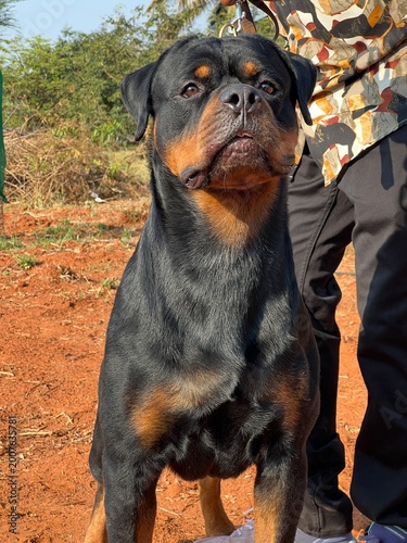 Foto Rottweiler Dog Posing