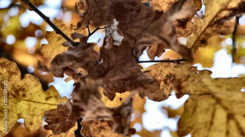 Close-up of vibrant autumn oak leaves on a branch. This footage is perfect for nature, season, or environmental projects.