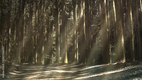 Sunlight rays through trees on a forest road in Japan