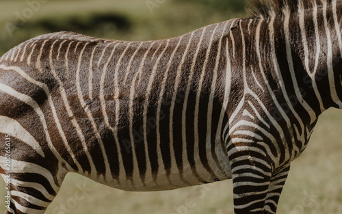 Zebra in the wild