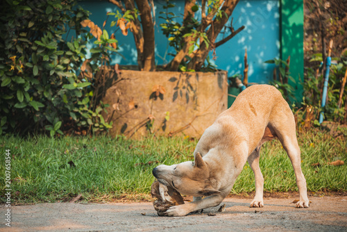 A brown stray dog happily chewing on a large bone on a garden path, capturing a natural candid moment of a local outdoor animal enjoying its food.