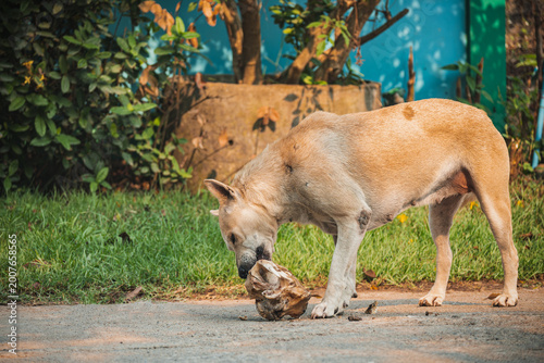Hungry brown stray dog chewing on a large meat bone for survival, capturing a raw and natural candid moment of an abandoned animal outdoors in a garden setting.
