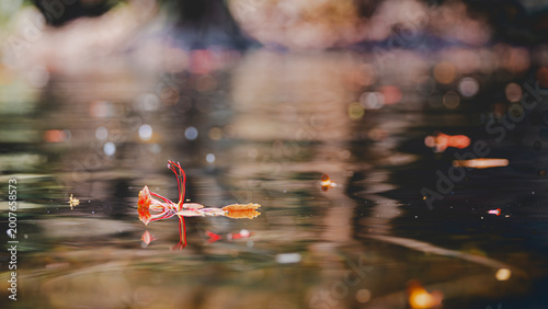 Orange flamboyant flower petals floating on a calm water surface with beautiful bokeh light reflections and soft ripples in a natural pond.