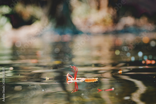 Close-up of vibrant red flamboyant flower stamen floating on a rippled water surface, featuring golden bokeh reflections and a serene natural pond background.