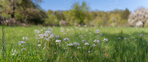 Field of meadowfoam flowers and green grass in the daytime with trees and sunlight