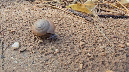 Siamese Common Snail, Sarika siamensis, is slowly crawling on the sand.