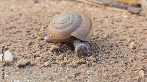 Siamese Common Snail, Sarika siamensis, is slowly crawling on the sand.