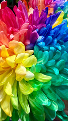 Closeup of Rainbow Flower Chrysanthemum Gay Pride month LBTQA+ background