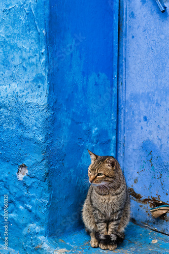 Photography cat on the wall