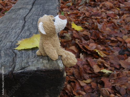 Teddy