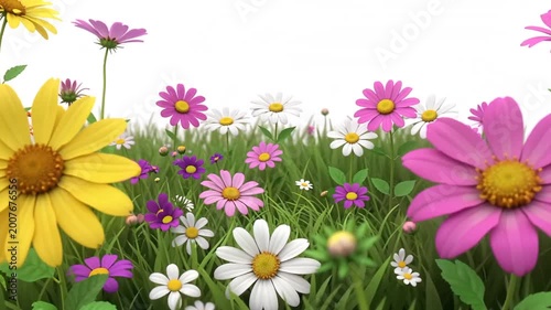 Vibrant flowers blooming in a lush green meadow with white background