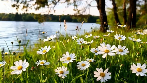 White daisies blooming in lush green field by calm lake under sunlight